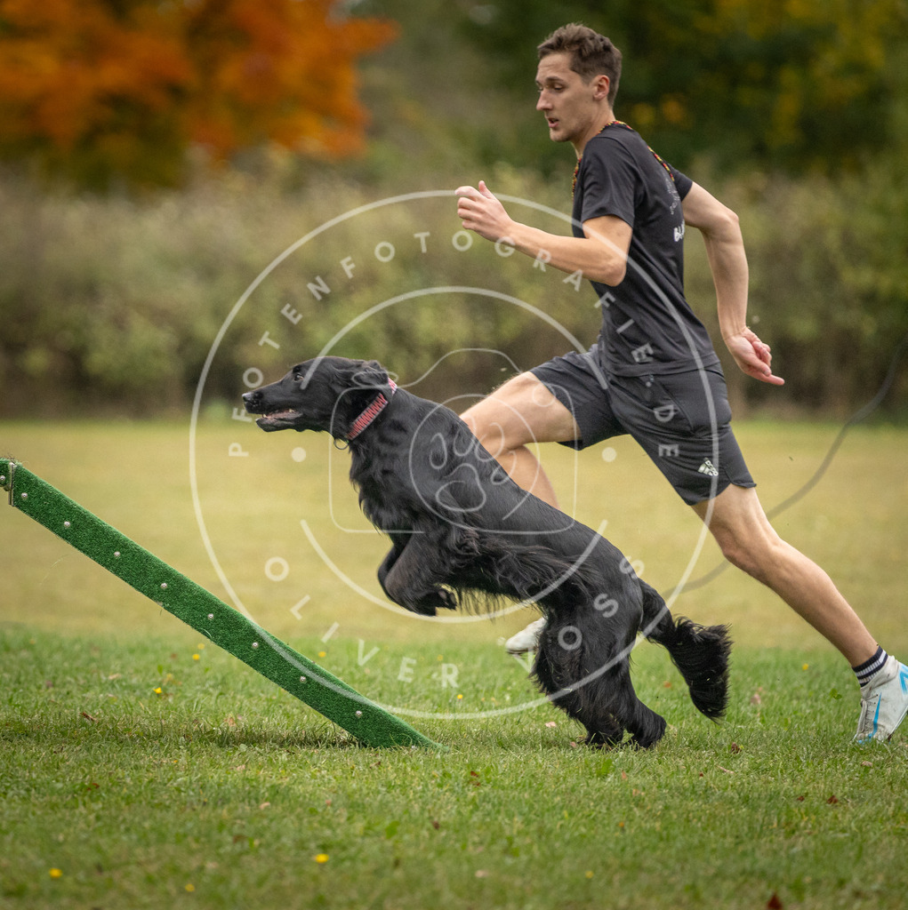 Pfotenfotografie_DV3A0049 | Hundefotografie, Tierfotograf, Pfotenfotografie, Fotoshooting Hund, Hunde Portrait, Hundesport, Hundeportraits, Heideshooting, Hunde, Sportfotograf, Hundefotograf, Turnierhundsport, THS,  - Realisiert mit Pictrs.com