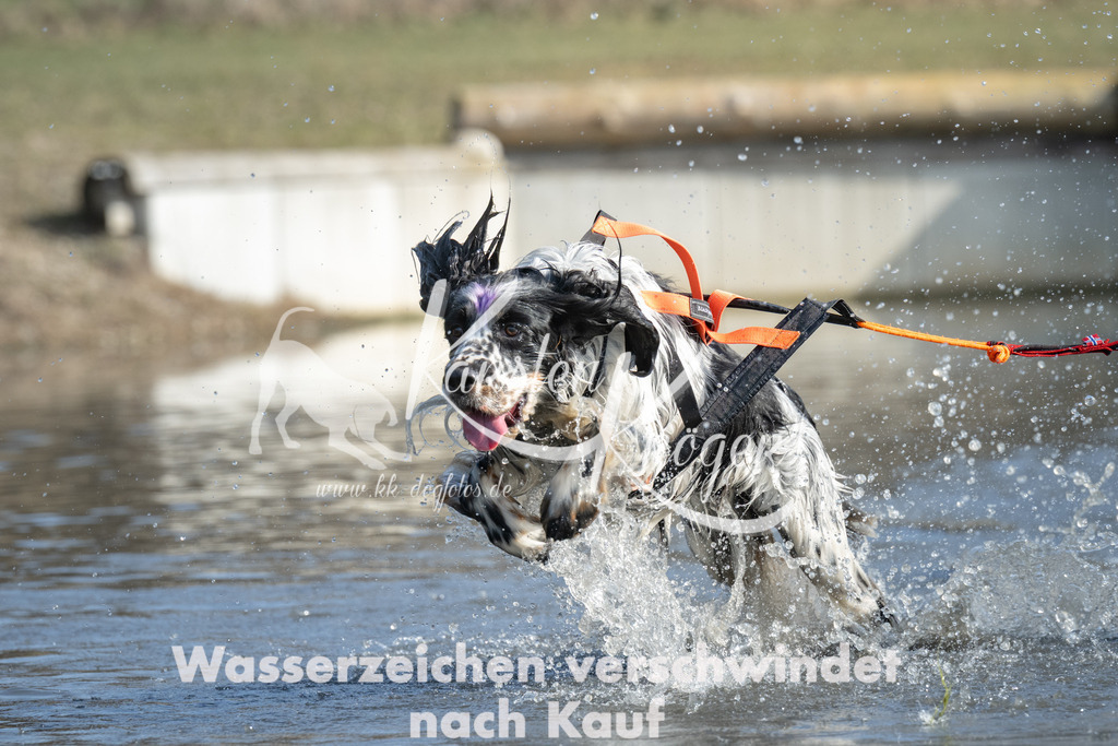 1342_ZZ98002 | kk-dogfotos