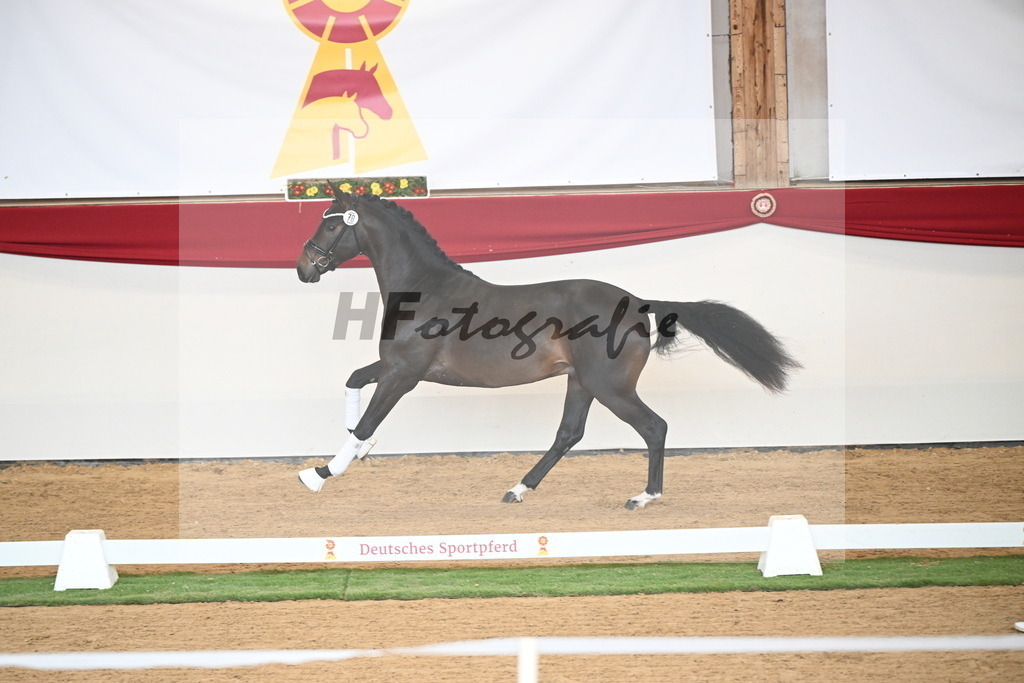 Kat.-Nr. 78 v. Springbank II VH_Reichert_2250745 | hf-fotografie - Realisiert mit Pictrs.com