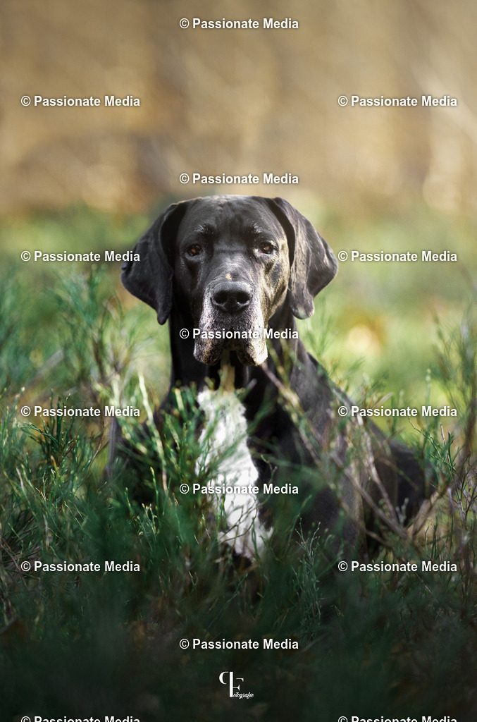 _DSC2960 | Passionate Media, dein Fotograf aus Brandenburg, Märkisch Oderland, im Bereich Motorsport, Autos und Motorräder sowie Events und auch Hunde. Shootings oder auch Eventbegleitungen können bei mir gebucht we