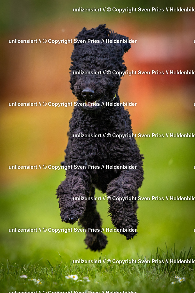 Sven Pries | 2025-04-13 - Hunderennen Baden-Baden - Realisiert mit Pictrs.com