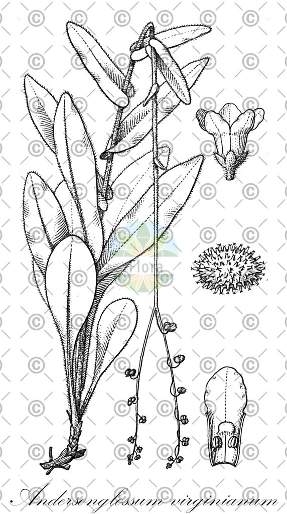 HistAbb_wfo-0001330285_1_ENZY_Simple | Historische Abbildung von Andersonglossum virginianum - Boraginaceae | Historical Illustration of Andersonglossum virginianum - Boraginaceae
