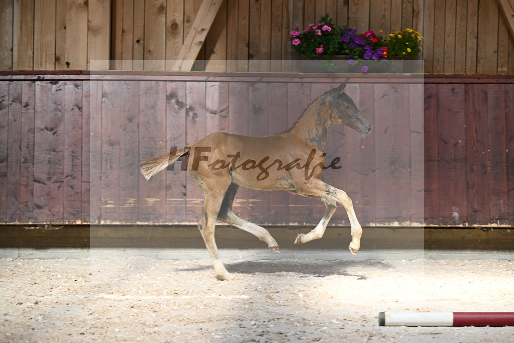 Kat-Nr. 24 SF Bon Esprit x Samico_Haarmann_32240113 | hf-fotografie - Realisiert mit Pictrs.com