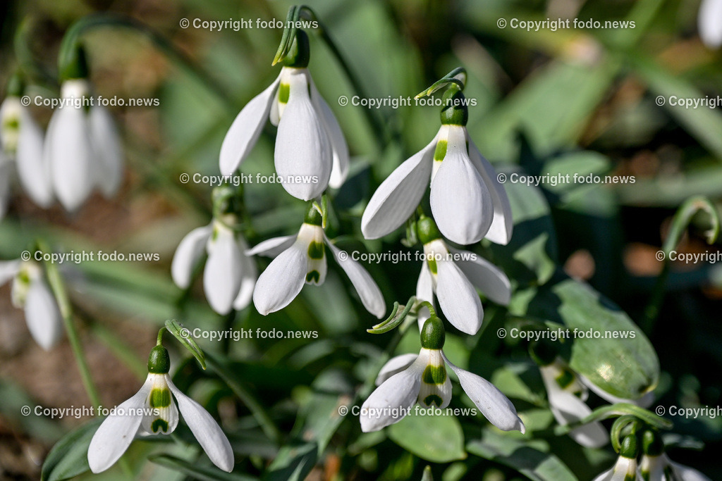 Fruehling_ Blumen_ Fruelingsboten_ 20.02.2025-7 | 20.02.2025, Linz, AUT, Fruehling, Blumen, Fruehlingsboten, im Bild Frühling, Blumen, Frühlingsboten, Fruehling, Fruelingsboten, Schneeglöckerl, Schneegloeckerl, Schneeglöckchen, Schneegloeckchen,  Blütenpflanze, Vorfrühling