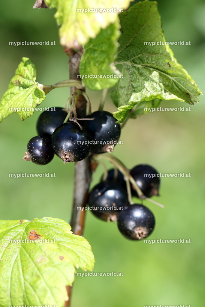 Schwarze Johannisbeere-002 | Das Bilderarchiv über Tiere, Planzen und Landschaften. In der Bilddatenbank finden Sie ein große Auswahl an hochwertigen Bilder für Ihre Werbung - Realisiert mit Pictrs.com