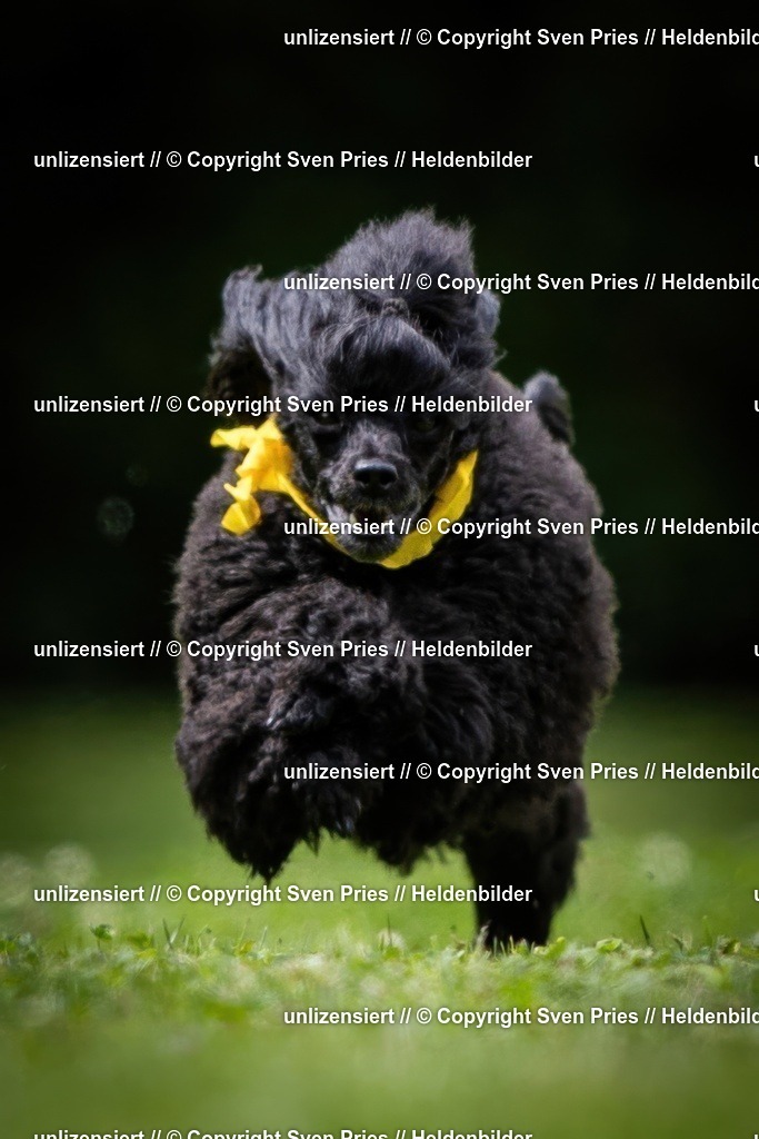 Sven Pries | 19. Allgemeines Hunderennen Karlsruhe Durlach - Realisiert mit Pictrs.com