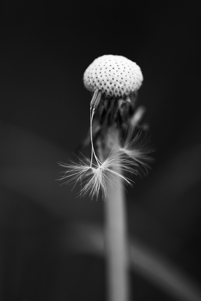 Löwenzahn | Simone Sonderegger Photography