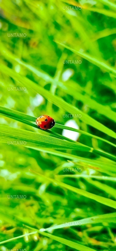 Marienkäferfarbe | untamo - Realisiert mit Pictrs.com