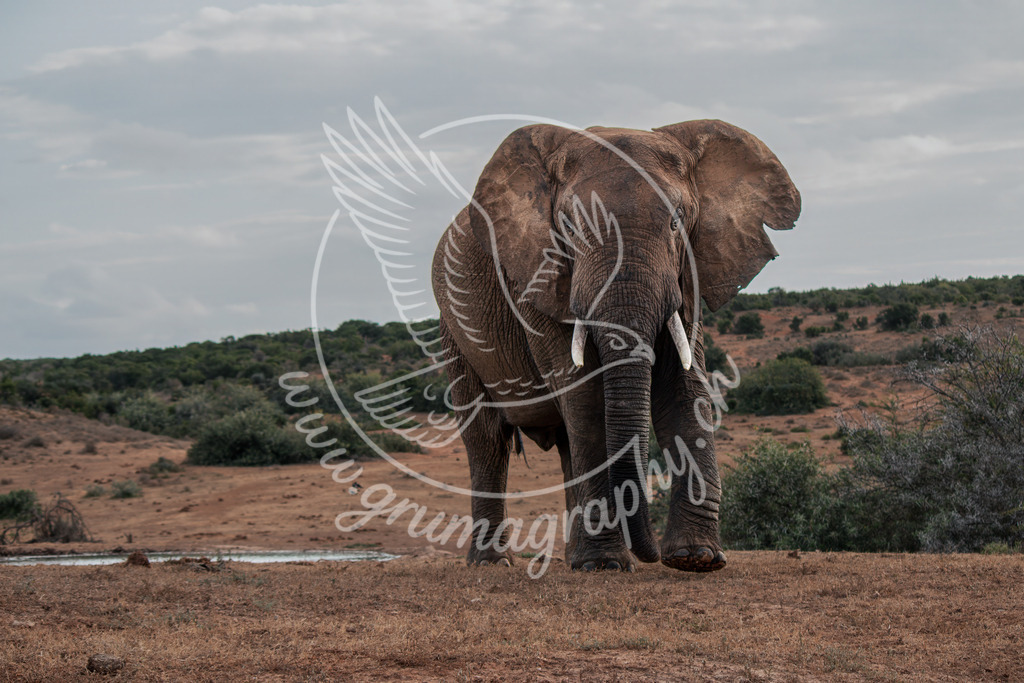 quiet authority - african bush elephant, south africa | Authentische Landschafts- & Wildtierfotografie aus der Schweiz. Hochwertige Wandbilder, Fine-Art-Prints und Wunschmotive nach Auftrag – sorgfältig entwickelt im Grumagraphy-Style