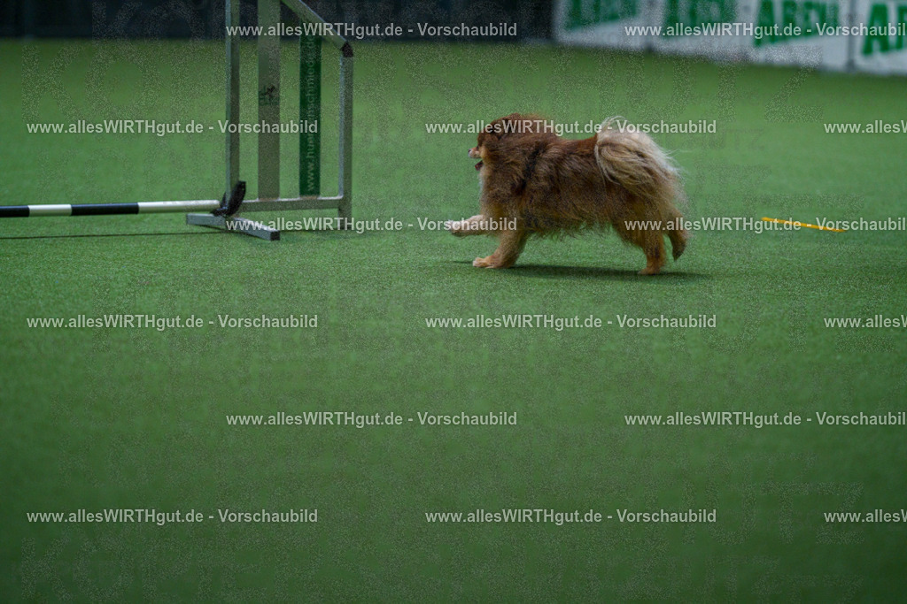 7R501764 | Professionelle Tierfotografie in Mönchengladbach von Daniel Wirth (allesWIRTHgut). Liebevolle & natürliche Bilder von Hunden & Katzen für unvergessliche Erinnerungen.