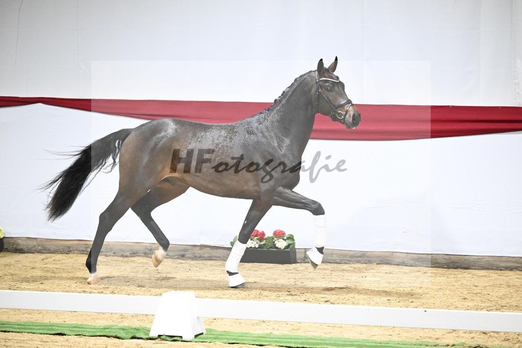Kat-Nr. 5 v. Viva Gold_Blue Hors_63220136 | hf-fotografie - Realizzato con Pictrs.com