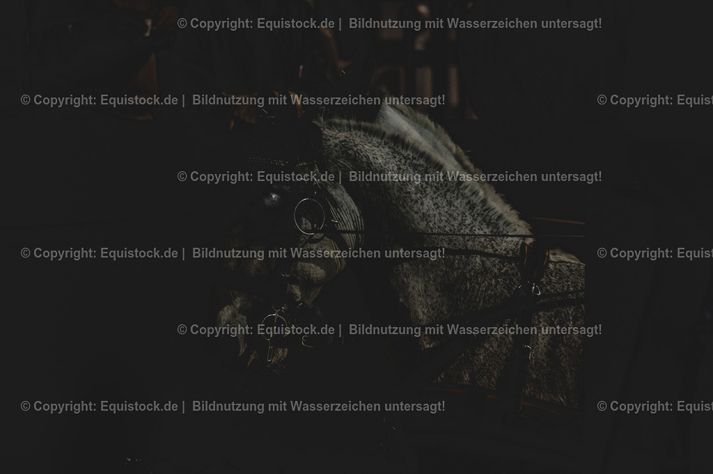 20240203_FEI-Driving-World-Cup_0021 | Foto: Thomas Hartig