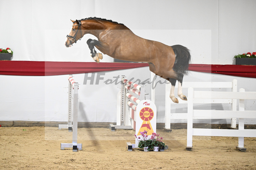 Kat-Nr. 27 v. Cornado I_Schulze-Averdiek_63220927 | hf-fotografie - Realisiert mit Pictrs.com