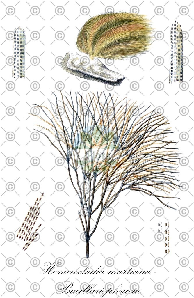 HistAbb_4YCD_2_ENZY_Simple | Historische Abbildung von Homoeocladia martiana - Bacillariophyceae - | Historical Illustration of Homoeocladia martiana - Bacillariophyceae - 