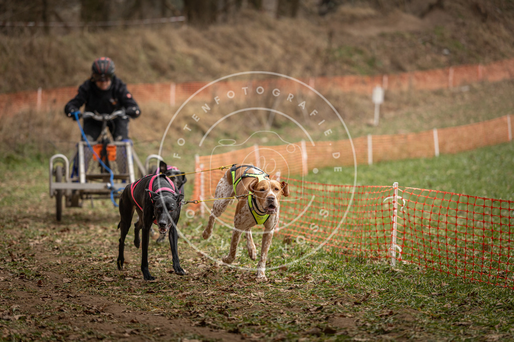 Pfotenfotografie_DV3A8271 | Hundefotografie, Tierfotograf, Pfotenfotografie, Fotoshooting Hund, Hunde Portrait, Hundesport, Hundeportraits, Heideshooting, Hunde, Sportfotograf, Hundefotograf, Turnierhundsport, THS,  - Realisiert mit Pictrs.com