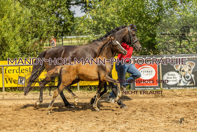 Sage Haast DR-211 | mandyhollmannphotographie