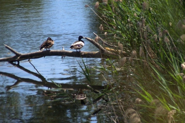 Enten an einem Osternienburger Teich | Verkauf von Fotos und  Videoclips zumThema Natur.Motive sind Pflanzen, Tiere, Landschaftenund Wetter