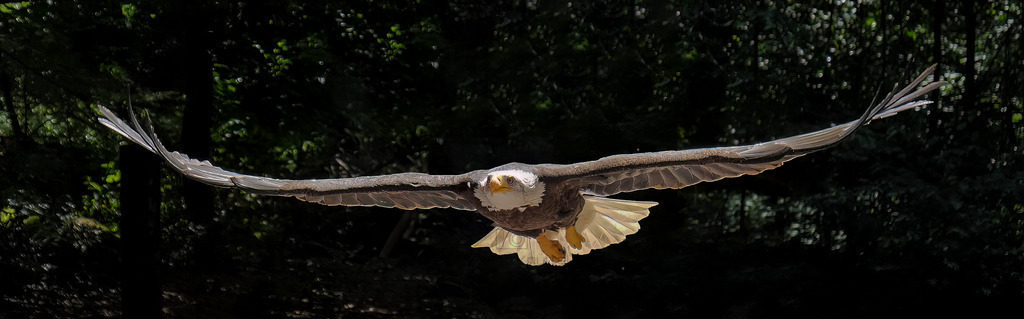 Weißkopfseeadler im Anflug | Ausgewachsener Weißkopf Seeadler - Realisiert mit Pictrs.com