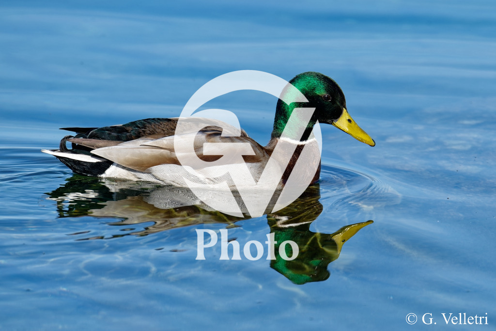 DSC_1401 | Velletri Photo