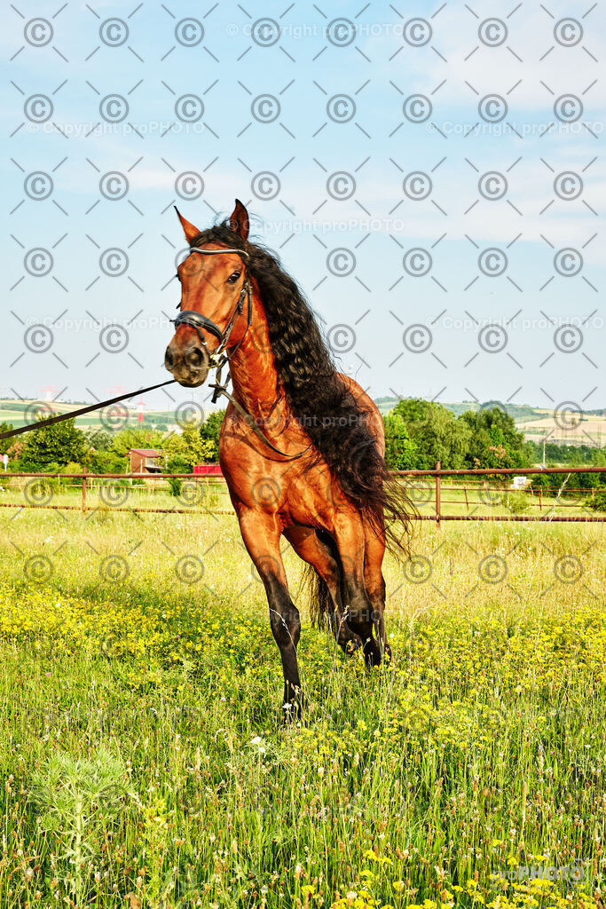 279_202406_Niki-Herodes_NZ9_0187 | proPHOTO - Realisiert mit Pictrs.com