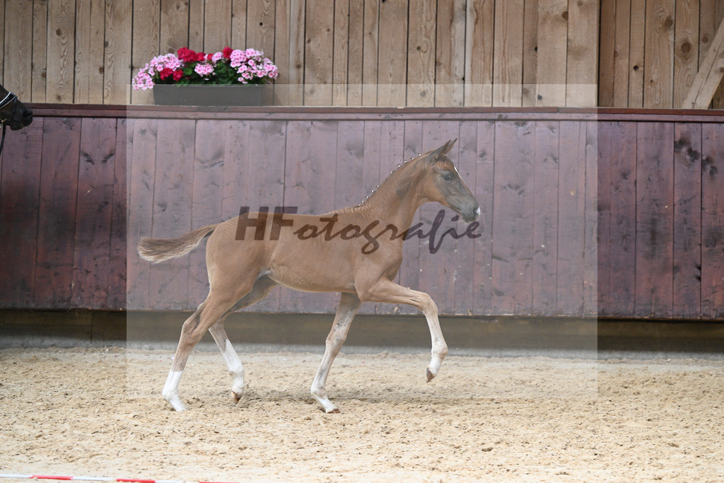 Kat-Nr. 25 HF DSP Va Bene_Richter_26230361 | hf-fotografie - Realisiert mit Pictrs.com