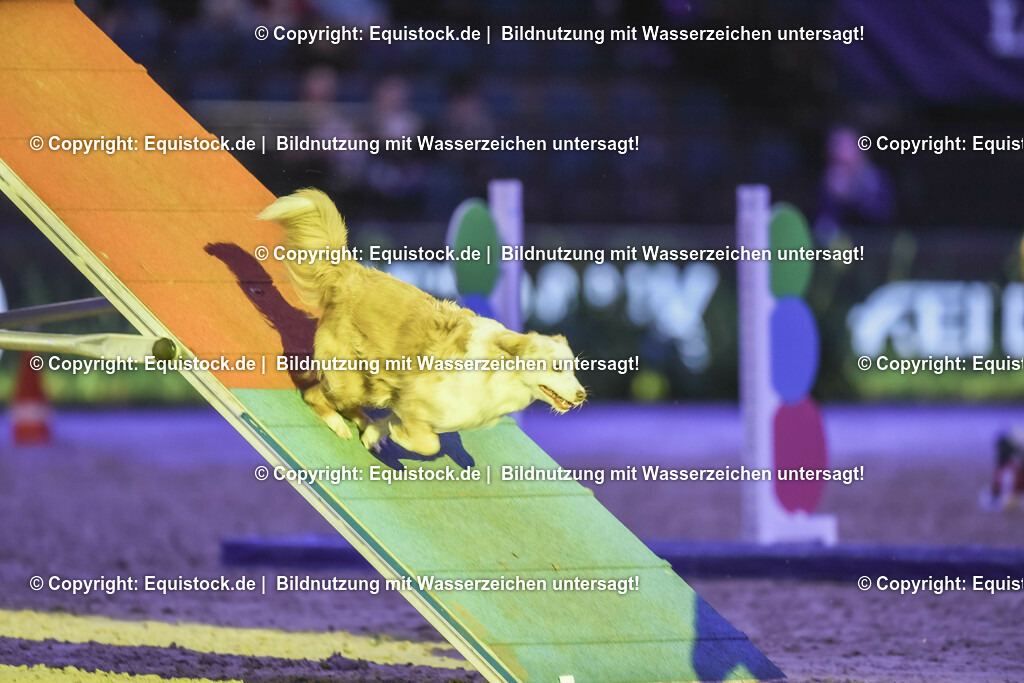 20231115_Dog-Agility_0060_TOMsPiC | Foto: Thomas Hartig