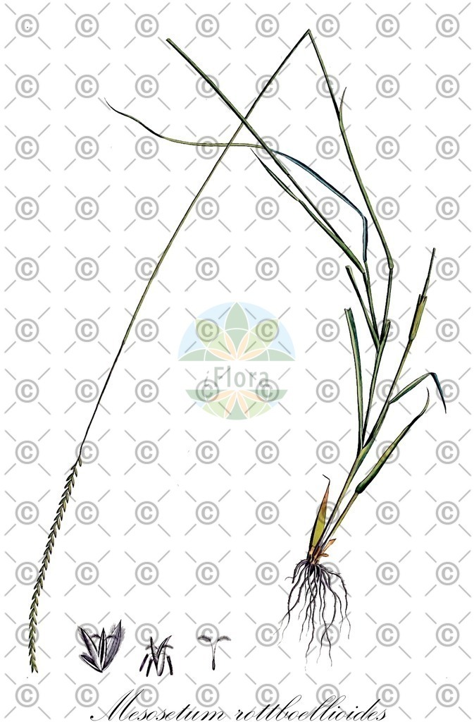 HistAbb_5Q23_1_ENZY_Simple | Historische Abbildung von Mesosetum rottboellioides - Poaceae | Historical Illustration of Mesosetum rottboellioides - Poaceae