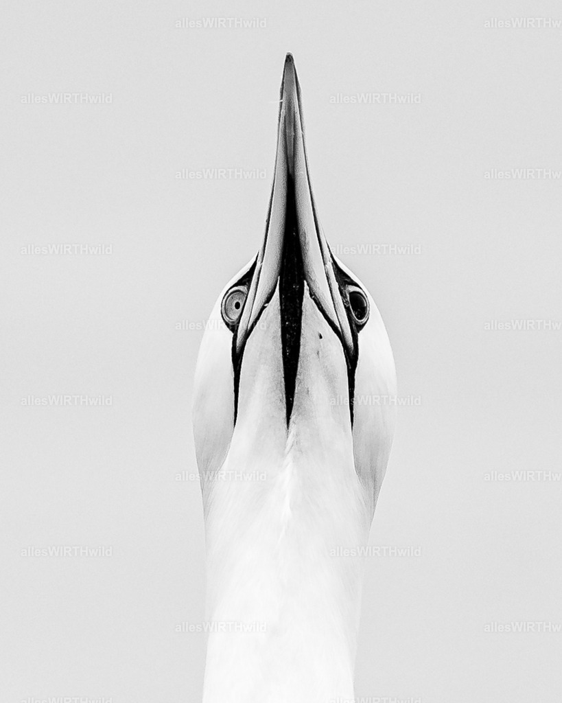 allesWIRTHwild.de - 7IV03542 | Entdecke die faszinierende Welt der Natur- und Wildlife-Fotografie von Daniel und Bärbel. Inspirierende Bilder von wilden Tieren und kleinen Naturwundern.