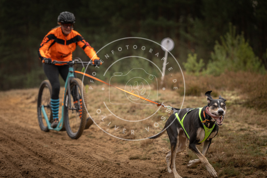 Pfotenfotografie_DV3A4612 | Hundefotografie, Tierfotograf, Pfotenfotografie, Fotoshooting Hund, Hunde Portrait, Hundesport, Hundeportraits, Heideshooting, Hunde, Sportfotograf, Hundefotograf, Turnierhundsport, THS,  - Realisiert mit Pictrs.com