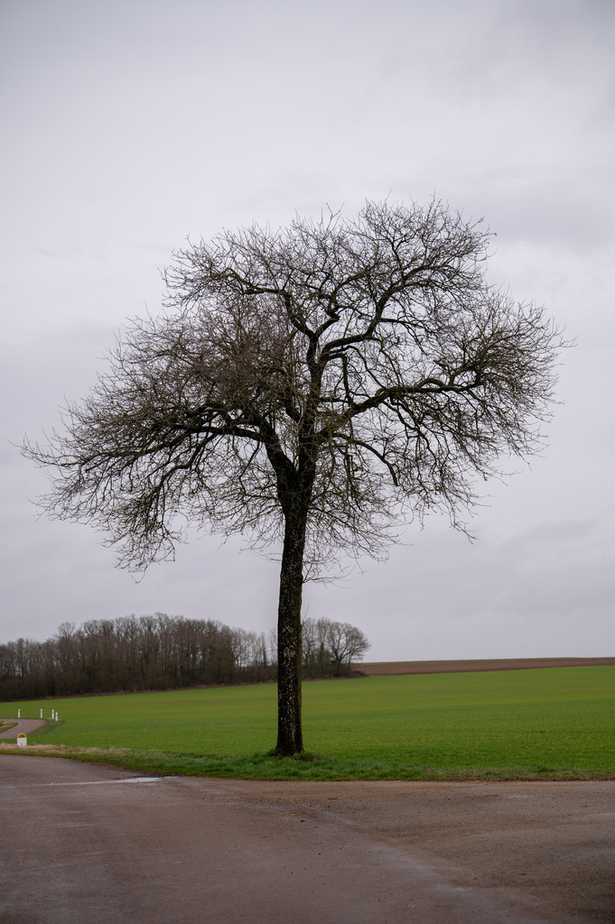 Mystische Bäume | Die Mystik der Bäume unterscheidet sich je nach Jahreszeit  - Realisiert mit Pictrs.com