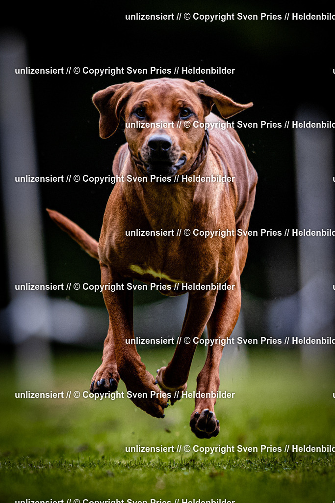 Sven Pries | 2025-10-03 - Hunderennen Obergrombach - Realisiert mit Pictrs.com