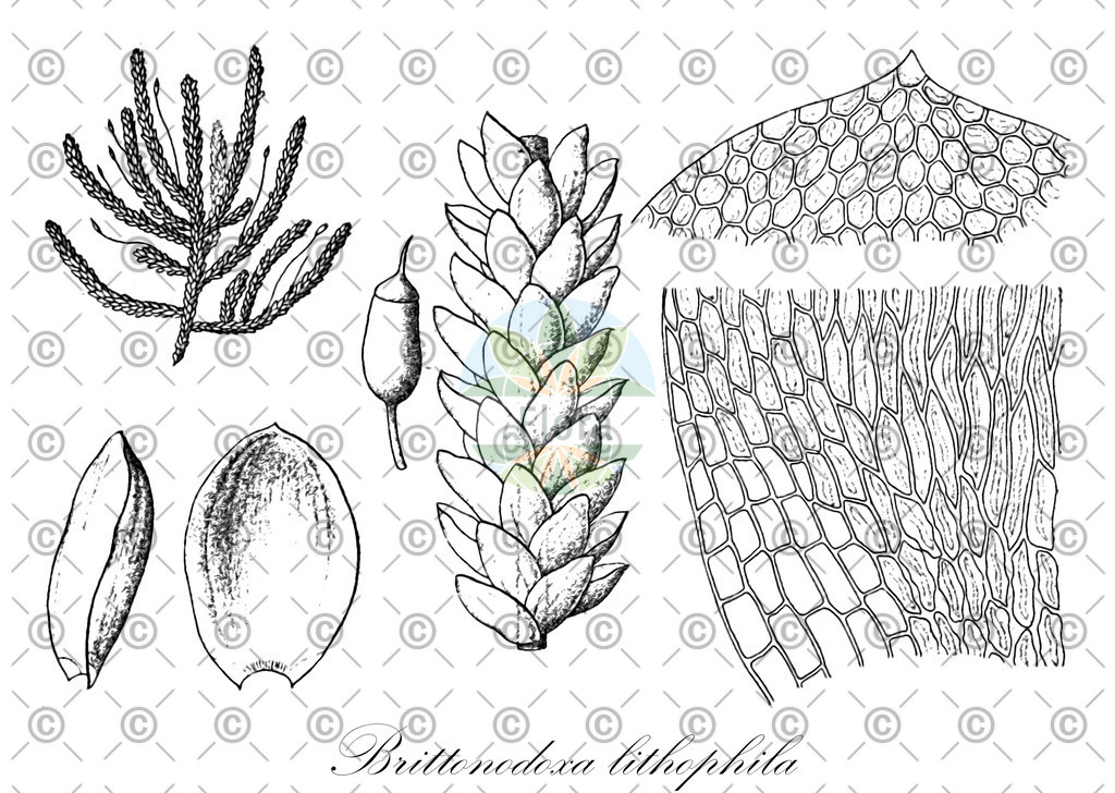 HistAbb_wfo-0001317940_1_ENZY_Simple | Historische Abbildung von Brittonodoxa lithophila - Sematophyllaceae | Historical Illustration of Brittonodoxa lithophila - Sematophyllaceae