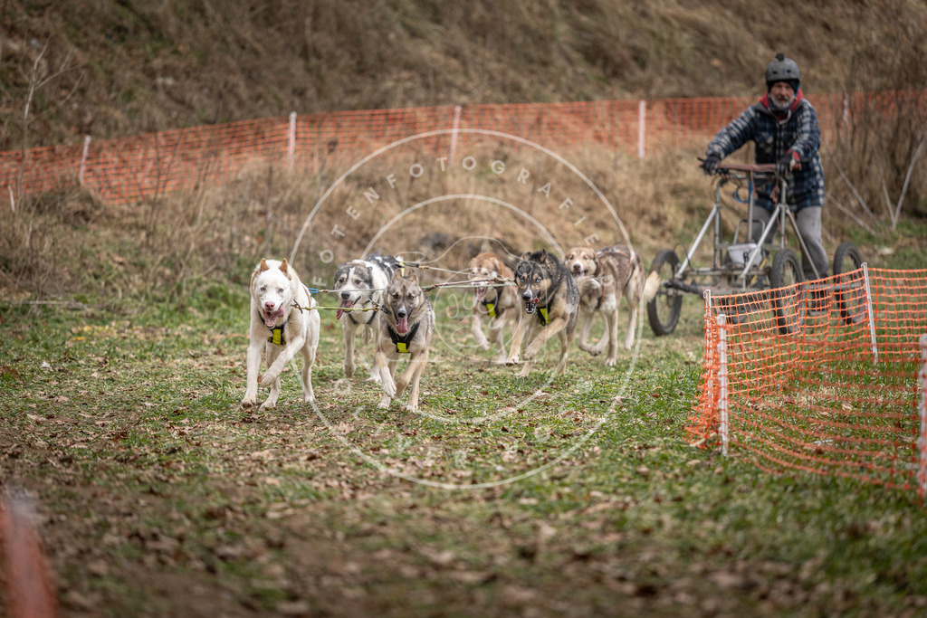 Pfotenfotografie_DV3A6464 | Hundefotografie, Tierfotograf, Pfotenfotografie, Fotoshooting Hund, Hunde Portrait, Hundesport, Hundeportraits, Heideshooting, Hunde, Sportfotograf, Hundefotograf, Turnierhundsport, THS,  - Realisiert mit Pictrs.com