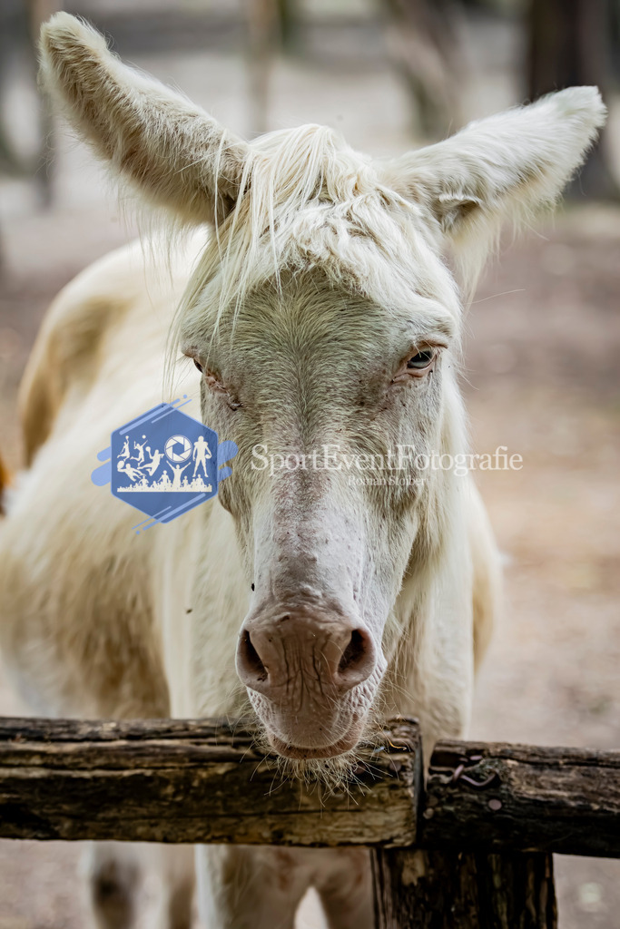 IMG_3099 | SportEventFotografie - Roman Stoiber