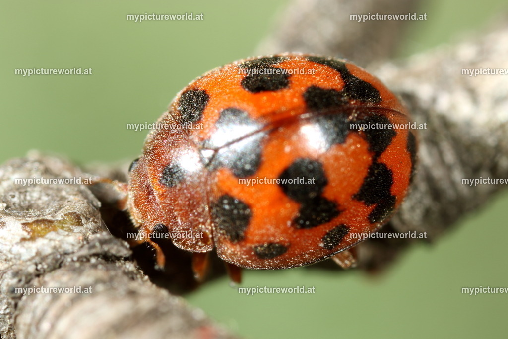 Subcoccinella vigintiquatuorpunctata-001 | Das Bilderarchiv über Tiere, Planzen und Landschaften. In der Bilddatenbank finden Sie ein große Auswahl an hochwertigen Bilder für Ihre Werbung - Realized with Pictrs.com