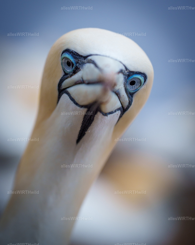 allesWIRTHwild.de - 7IV03695 | Entdecke die faszinierende Welt der Natur- und Wildlife-Fotografie von Daniel und Bärbel. Inspirierende Bilder von wilden Tieren und kleinen Naturwundern.