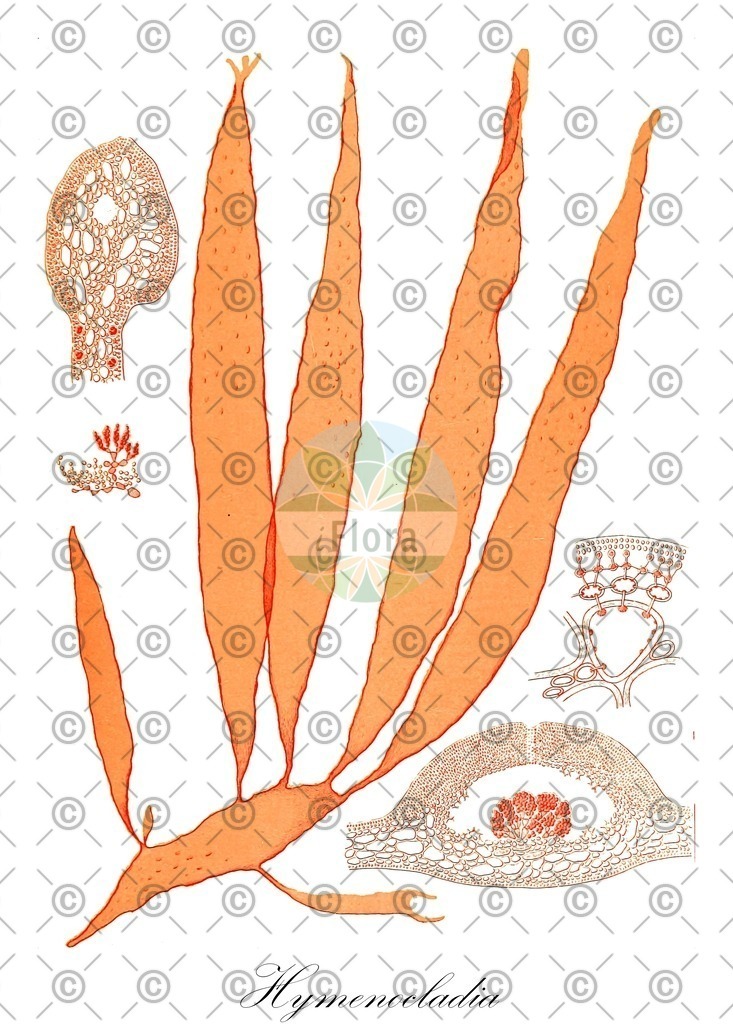 HistAbb_wfo-0000216107_2_ENZY_Simple | Historische Abbildung von Hymenocladia - Hymenocladiaceae (0) | Historical Illustration of Hymenocladia - Hymenocladiaceae (0)