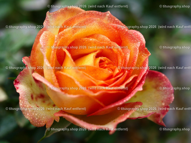 titusgraphy_P6221464-vz-ln | titusgraphy-shop: Geschenkideen mit Qualitätsfotos. titusgraphy-shop: gift ideas with quality photos. titusgraphy-shop: idées cadeaux avec photos de qualité.  - Realisiert mit Pictrs.com