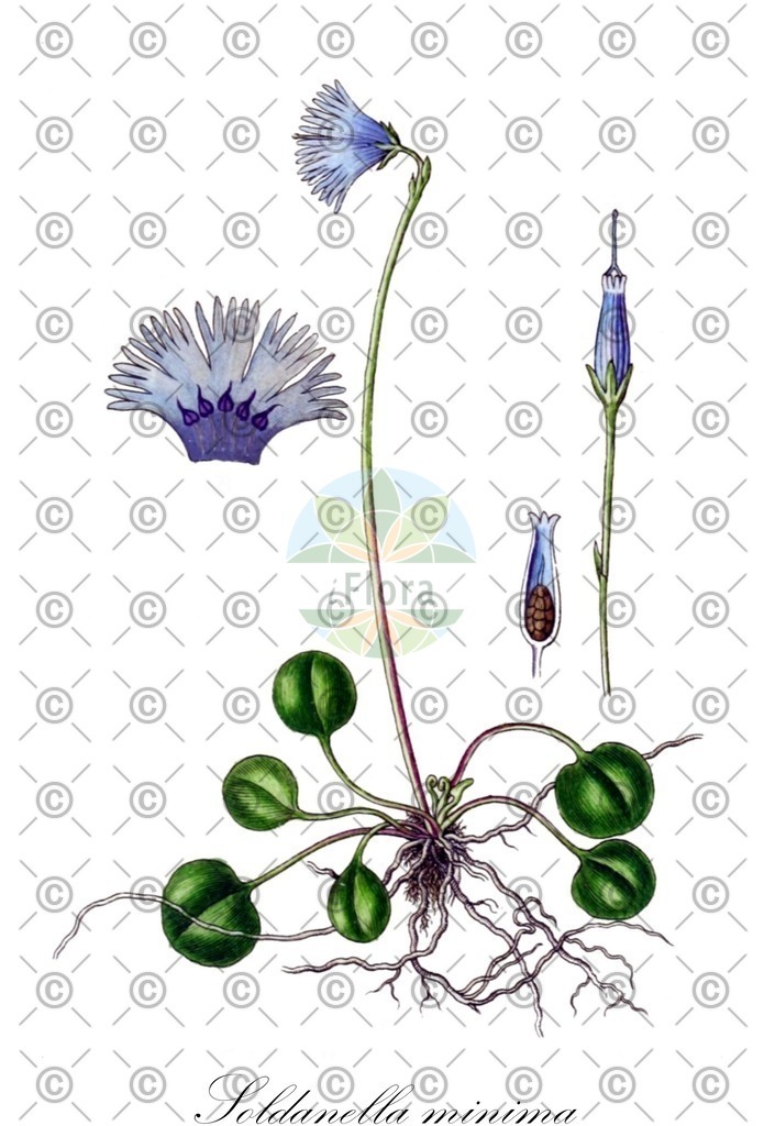 HistAbb_wfo-0001427413_1_ENZY_Simple | Historische Abbildung von Soldanella minima - Primulaceae (Kleinstes Alpenglöckchen;Kleinste Troddelblume;Österreichische Soldanelle) | Historical Illustration of Soldanella minima - Primulaceae