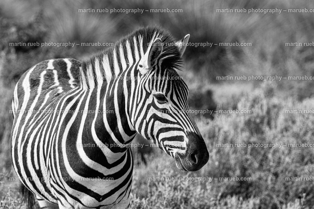 A unique pattern in gray | A zebra's pattern is as unique as a fingerprint - Realisiert mit Pictrs.com