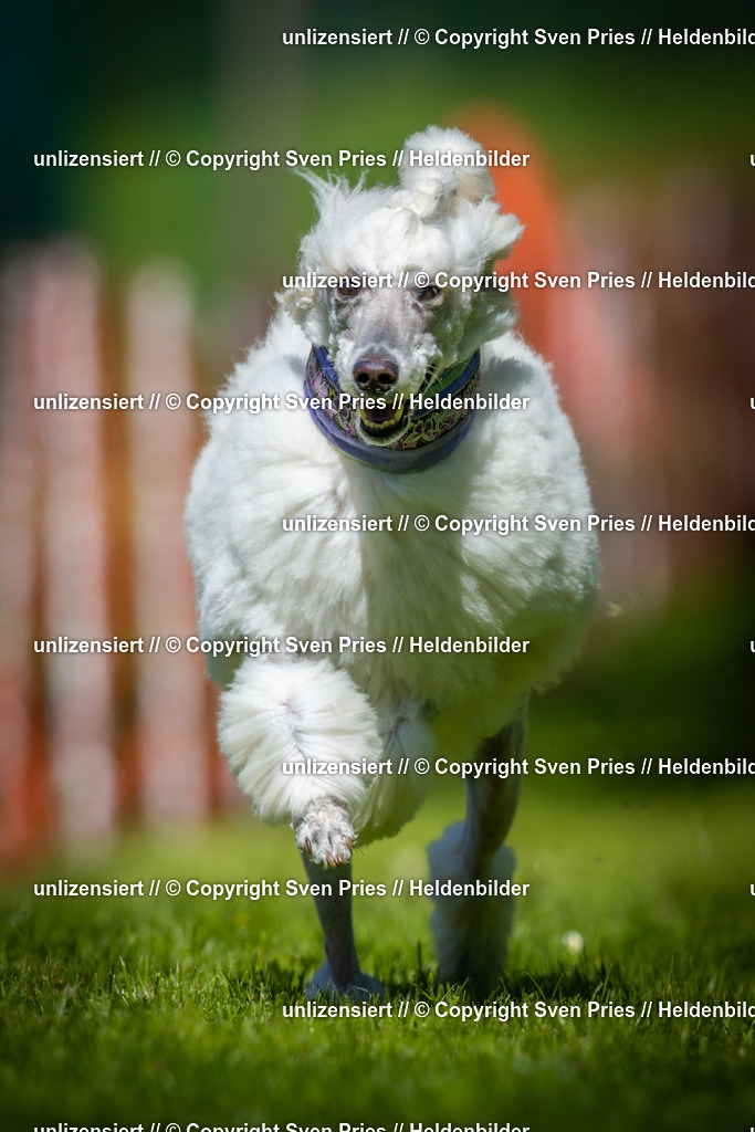 Hunderennen_April_2026_366 | 2026-04-26 - Hunderennen Baden-Oos April 2026 - Realisiert mit Pictrs.com