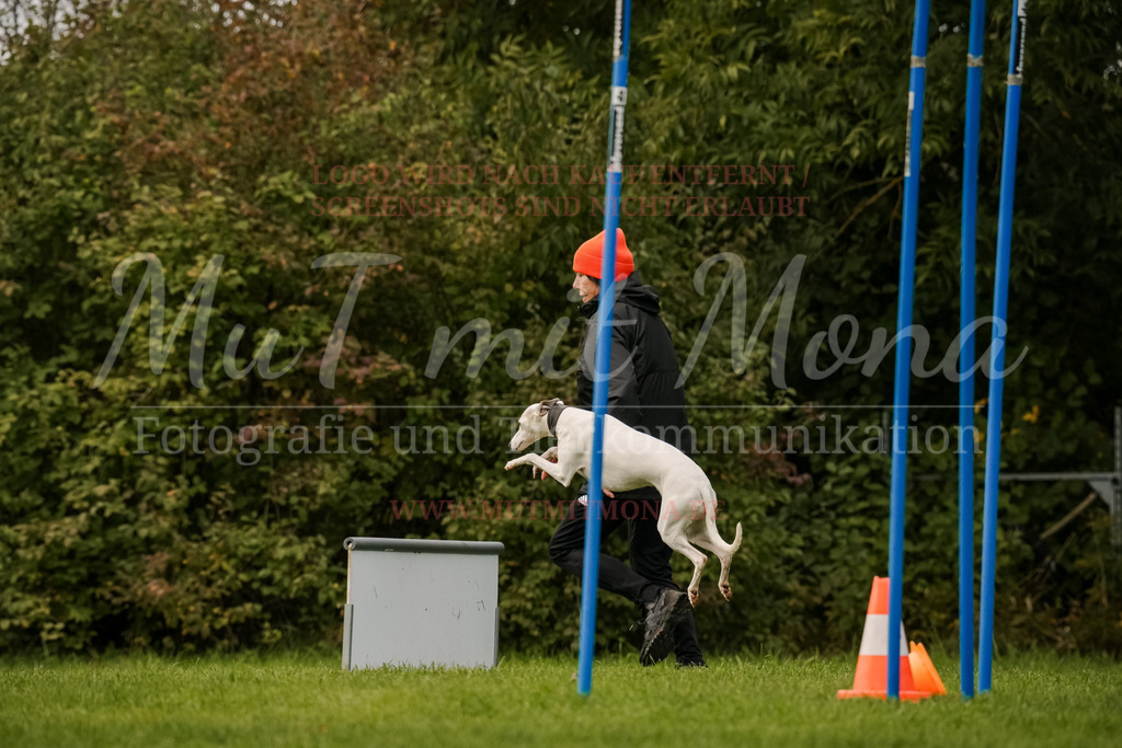 20251005_THS_Turnier-682 | MuT (Mensch und Tier) mit Mona - Fotografie und Tierkommunikation - Realisiert mit Pictrs.com