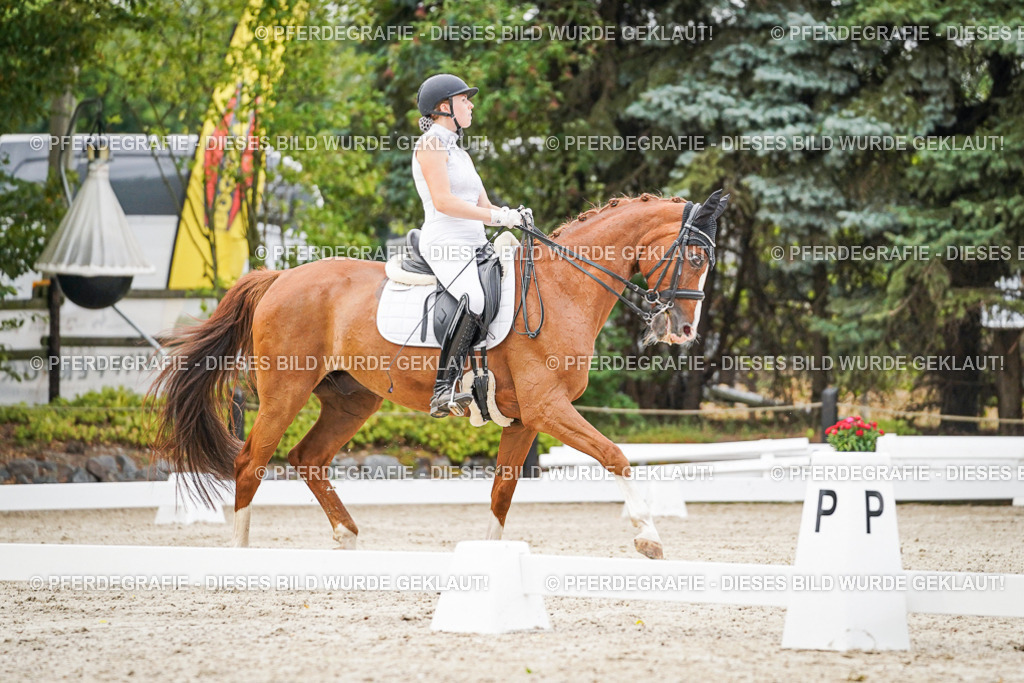 DSC08574 | Pferdegrafie