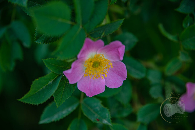 DSC_0858-2 | Shop für Prints Landschaftsfotografie Sächsische Schweiz Naturfotografie in Thüringen Fotos vom Findlingspark Nochten Kloster Sankt Marienstern Bilder Festung Königstein PanoramaRhododendronpark Kromlau FotogalerSchleswig-Holstein Küstenlandschaften