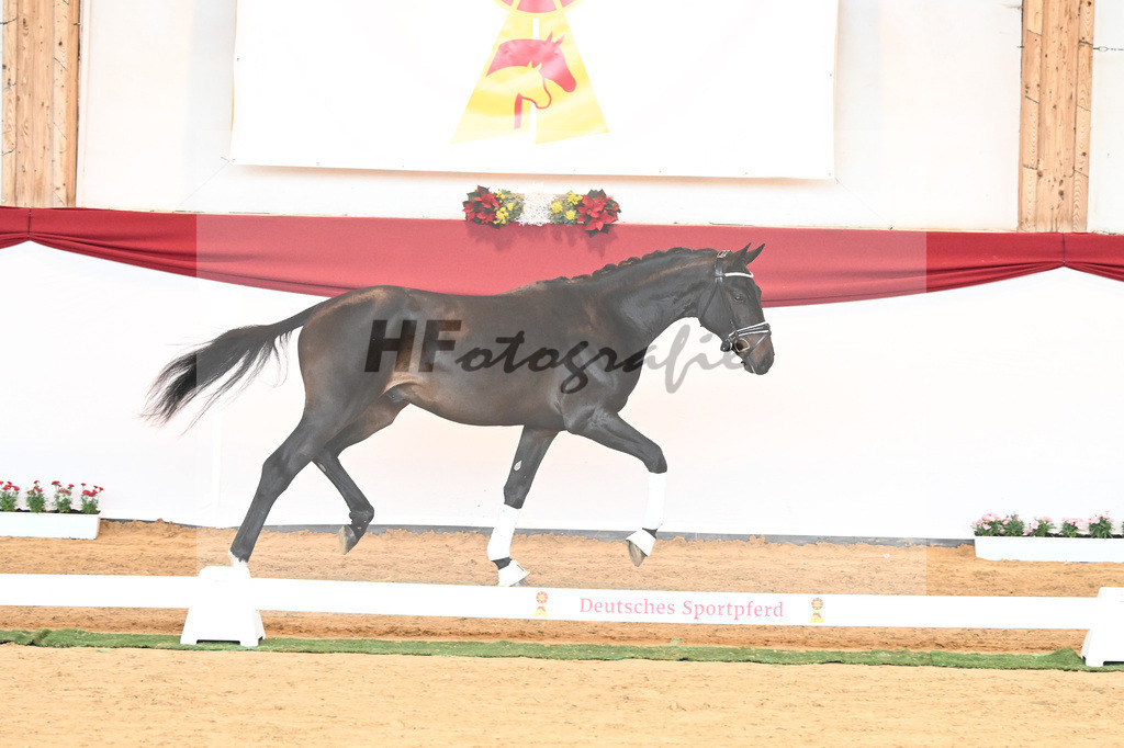 Kat-Nr. 44 Quaterback x Desperados_Ullmann_43230470 | hf-fotografie - Realisiert mit Pictrs.com