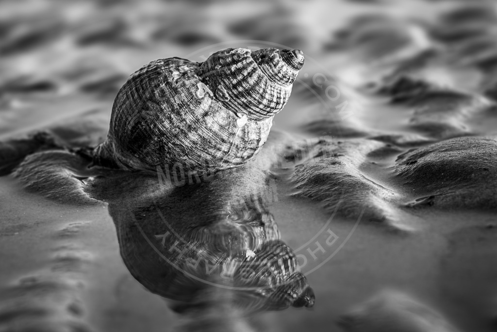 Wellhornmuschel in schwarz-weiß | Muschelfund in SPO
