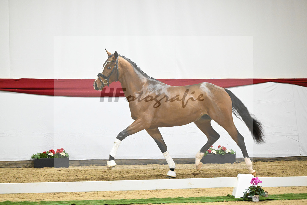 Kat-Nr. 62 v. DSP Topas_Schepper_63221867 | hf-fotografie - Realizzato con Pictrs.com