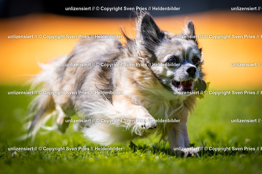 Sven Pries | 2025-08-10 - Hunderennen Durlach - Realisiert mit Pictrs.com