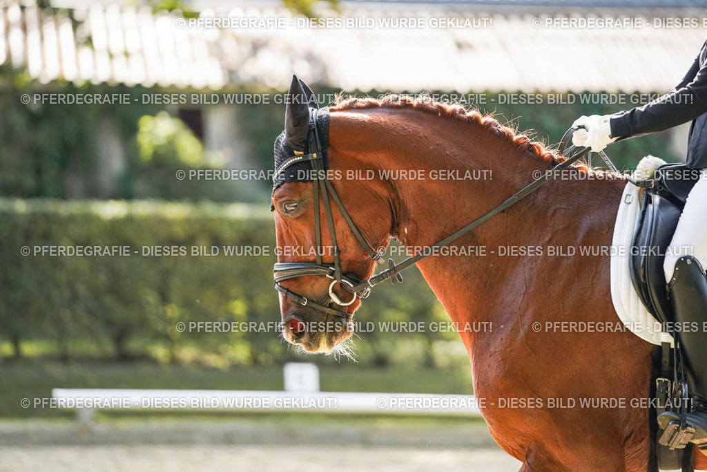 DSC08652 | Pferdegrafie