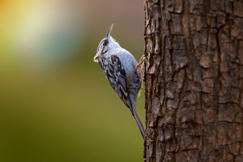 Baumläufer in schöner Abendstimmung | Eine wunderschöne Detailaufnahme eines Kurzzehenbaumläufers (Certhia brachydactyla) beim Klettern an einem Baumstamm. Der kleine Singvogel ist mit seinem perfekt getarnten, braun-weiß gemusterten Gefieder fast eins mit der rauen, dunklen Baumrinde. Sein feiner, nach unten gebogener Schnabel ist charakteristisch für die Nahrungssuche in Rindenspalten. Die Szene spielt sich vor einem weichen, verschwommenen (Bokeh) Hintergrund in natürlichen Grün- und Brauntönen ab, beleuchtet von einem warmen, natürlichen Lichtglanz (Sunflare). Dieses Bild ist ideal für Vogelbeobachtung, Naturfotografie, Tierdokumentationen und Themen rund um den Wald und die einheimische Fauna.